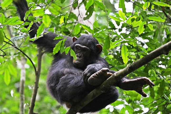 Experience Chimpanzee Trekking in Budongo Forest - Photo 1 of 9