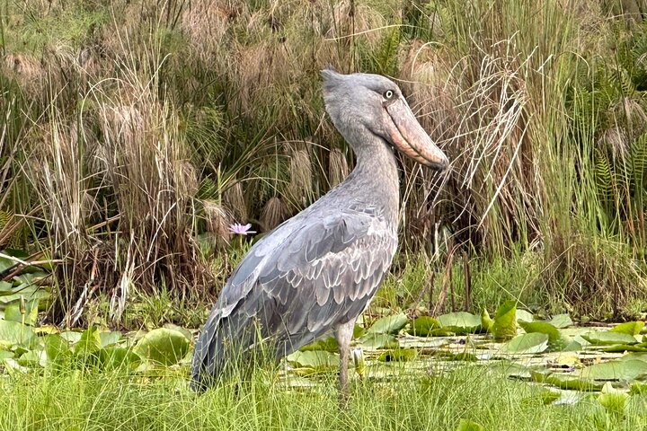 Full Day Mabamba Swamp Shoebill Tour  - Photo 1 of 10