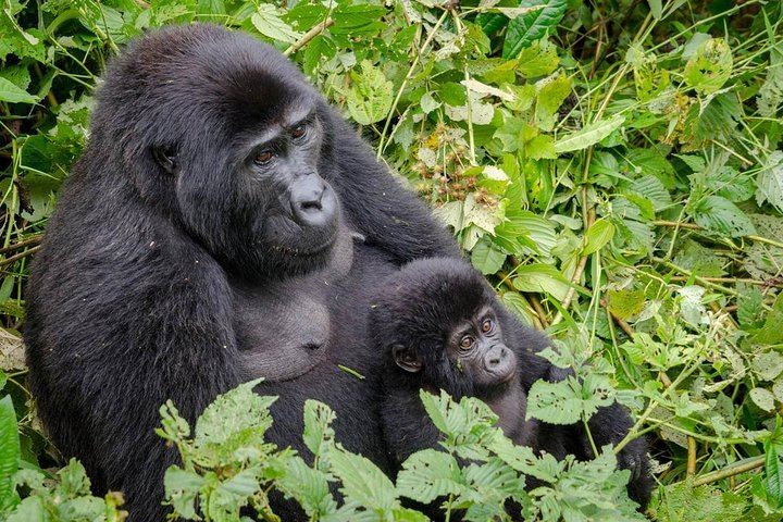 Gorilla Tracking & Batwa Culture Experience - Photo 1 of 14