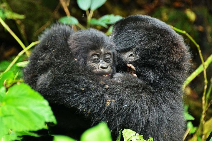 Gorillas, Game and Masai Mara Safari - 14 Days - Photo 1 of 25