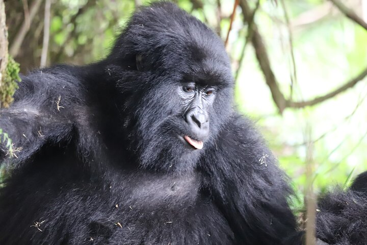 Private 4 Days Gorilla Trekking Tour and Lake Bunyonyi Visit - Photo 1 of 15