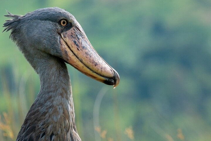 shoebill in Murchison