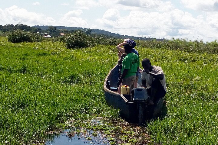 Tourists viewing the shoebill stork at Mabamba swamp
