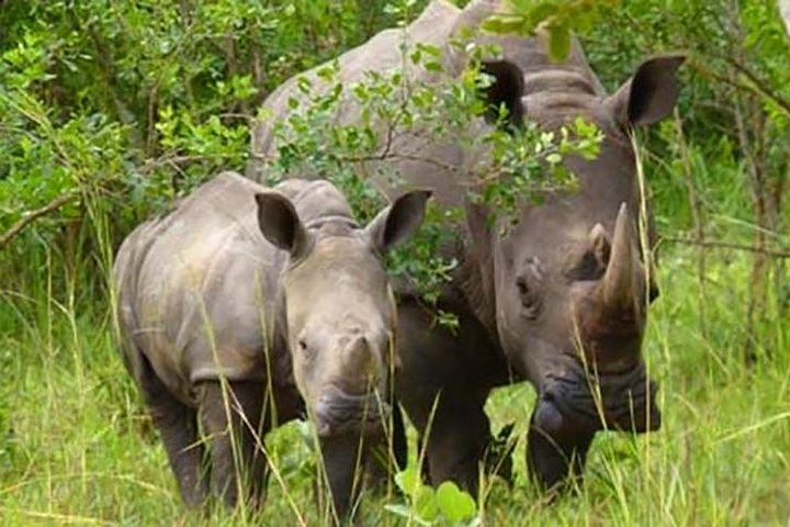 Ziwa Rhino Sanctuary - Photo 1 of 2