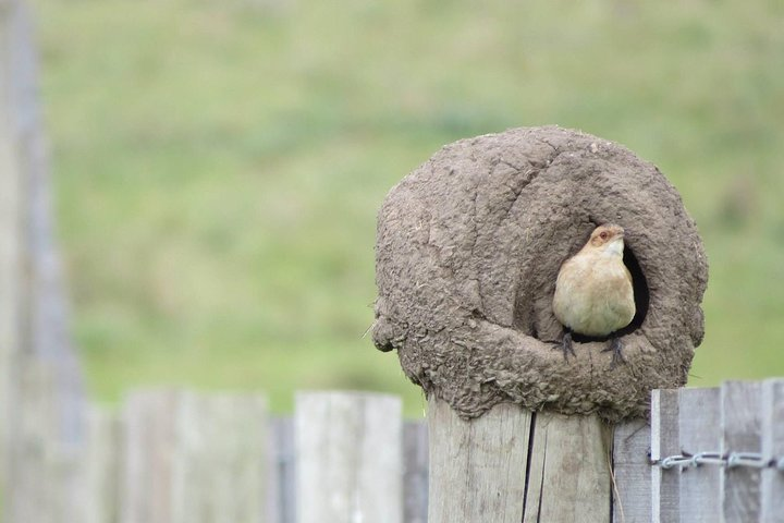 Full Day Birdwatching and Nature Tour - Photo 1 of 20