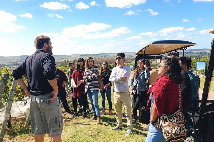 Guided Tour of Vineyards - Photo 1 of 4