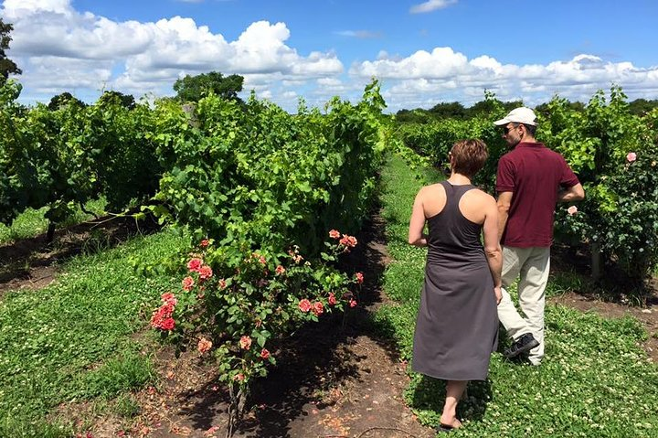 Montevideo Wine Tours