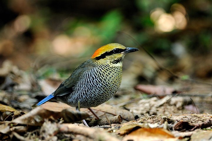 2 days Dalat bird watching tour - Photo 1 of 3