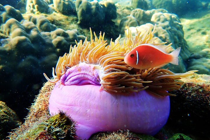 A most wanted Phu Quoc Snorkeling Tour , small group-Max 14pax - Photo 1 of 10