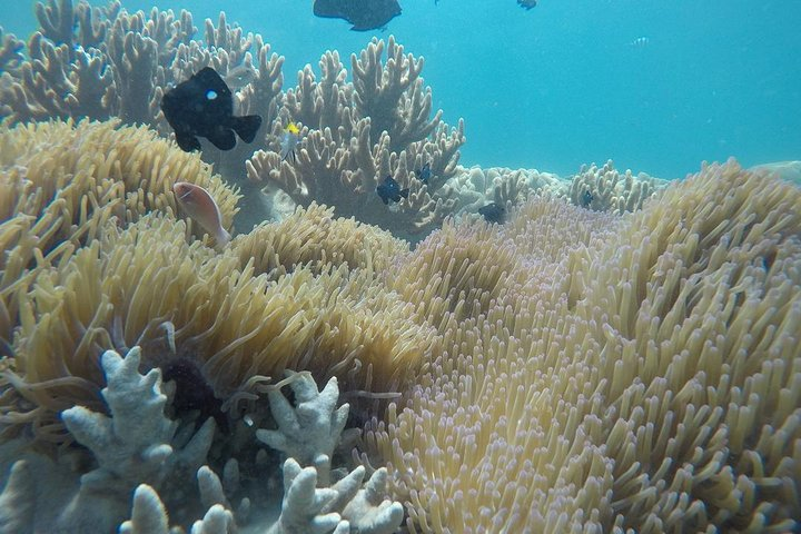 Cham Island Coral