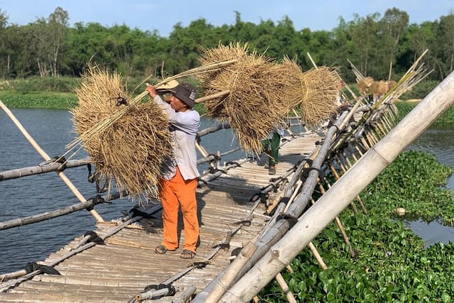 rice harvesting