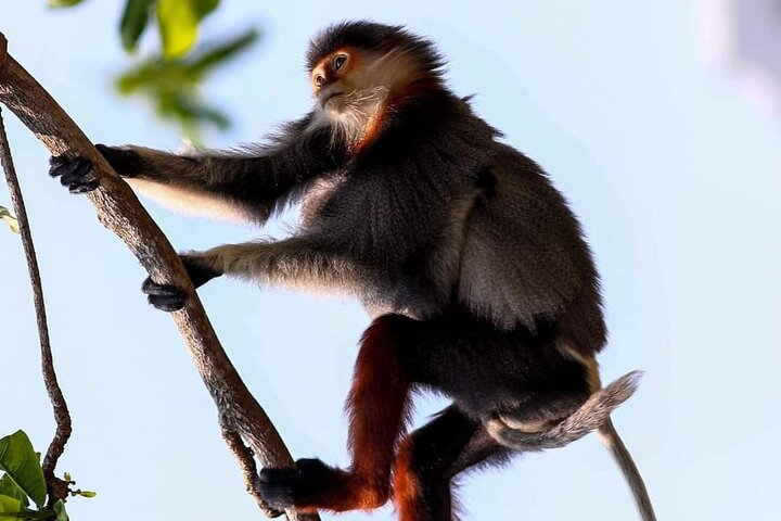 Endangered Monkeys Watching - Red Shanked Douc Langurs - Photo 1 of 25