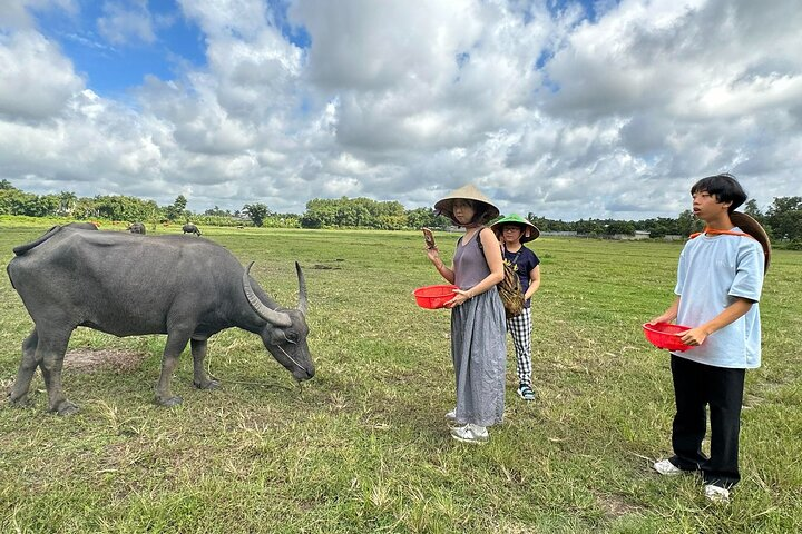 Visiting cow , buffalo 