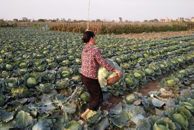 Farm tour in Hanoi 