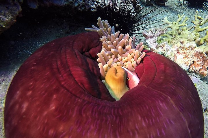 Fun Dives - Guided Dives for Certified Divers - Photo 1 of 9