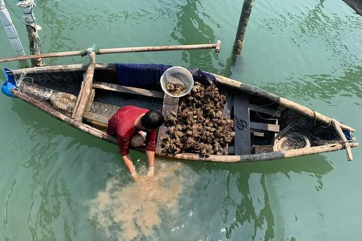 Oyster Pick up