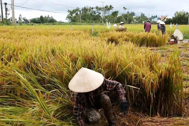 Hoi An Countryside By Bike - Photo 1 of 6