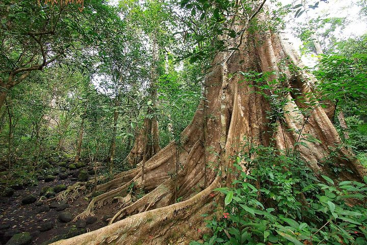 Nam Cat Tien National Park 2-Day Tour with Lodging, Meals, and Pickup - Photo 1 of 4