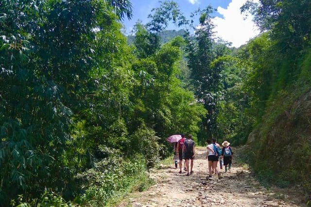 Trekking through the bamboo forest