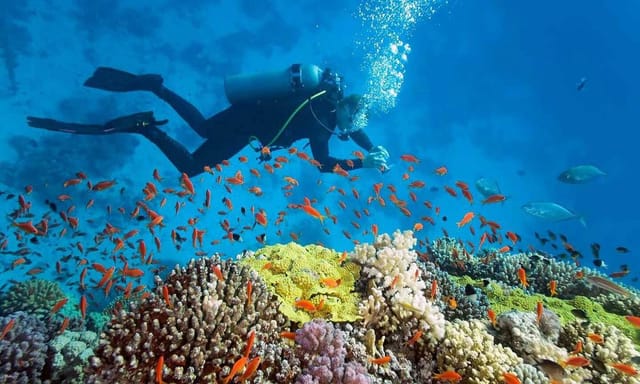 Private Tour: Nha Trang Scuba Diving Experience at Hon Mun Coral Reef | Vietnam - Photo 1 of 7