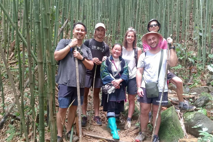 bamboo forest 