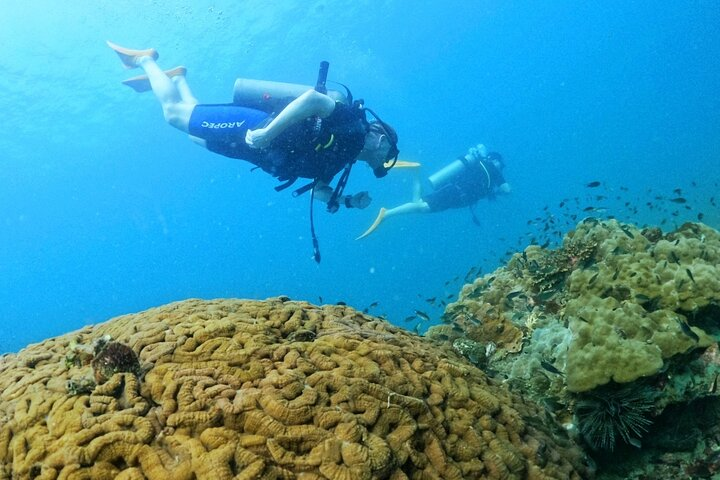 Scuba Diving for Certified Divers in Phu Quoc Island - Photo 1 of 11