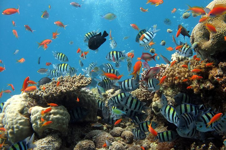 Snorkeling in Phu Quoc