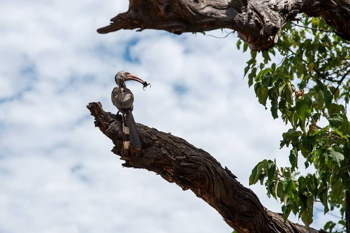 Bird Watching Safari - Photo 1 of 5