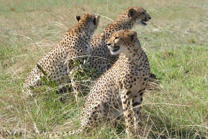 Chobe Day Trip -Botswana - Photo 1 of 8