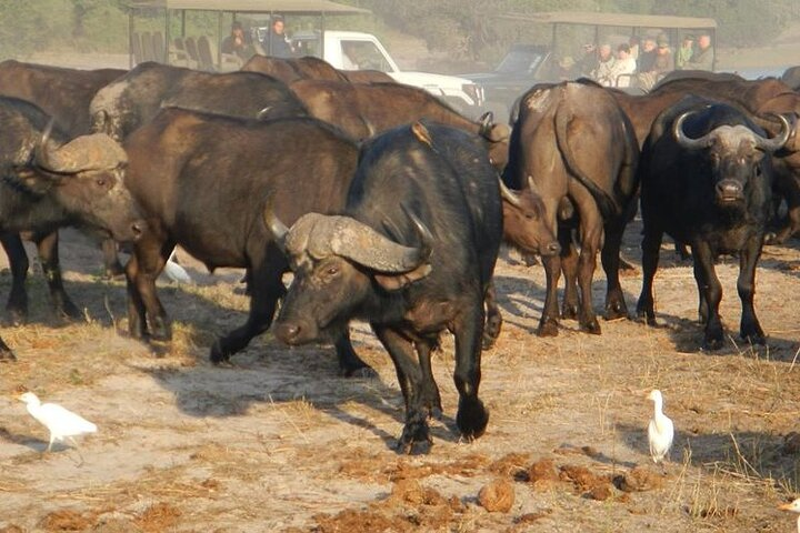 Chobe Day Trip From Livingstone - Photo 1 of 6