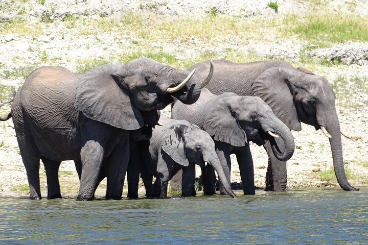 Chobe Safari Experience Day Trip - Photo 1 of 7