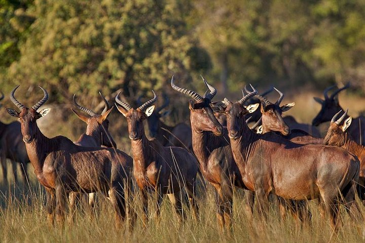 Cultural & Wildlife Tour in Lusaka (Zambia) - Photo 1 of 11