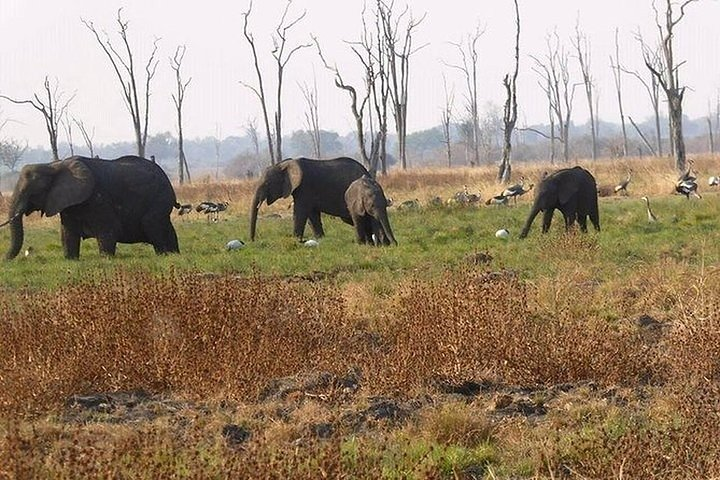 Full-Day Safari in Botswana from Zambia - Photo 1 of 11