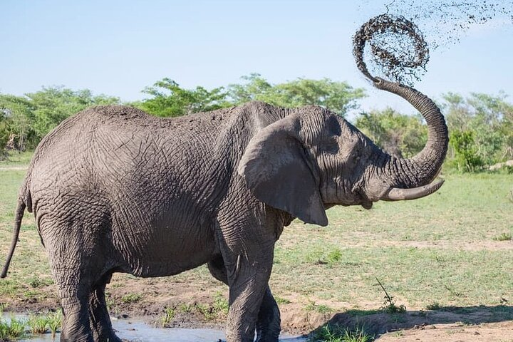 Full-day Safari Tour in Chobe - Photo 1 of 6