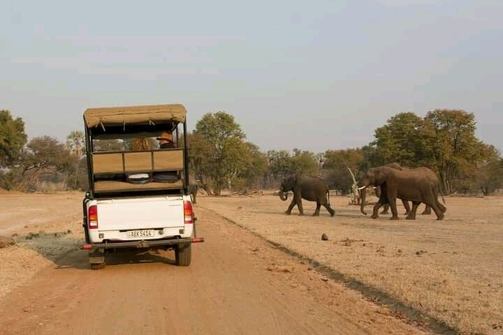 Full-Day Trip Chobe National Park Safari  - Photo 1 of 2