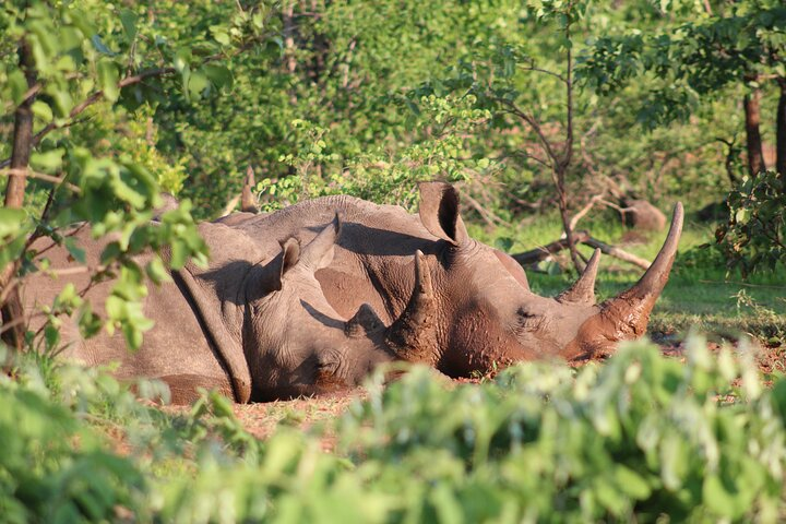 Game drive in the Mosi Oa Tunya National Park - Livingstone - Photo 1 of 25