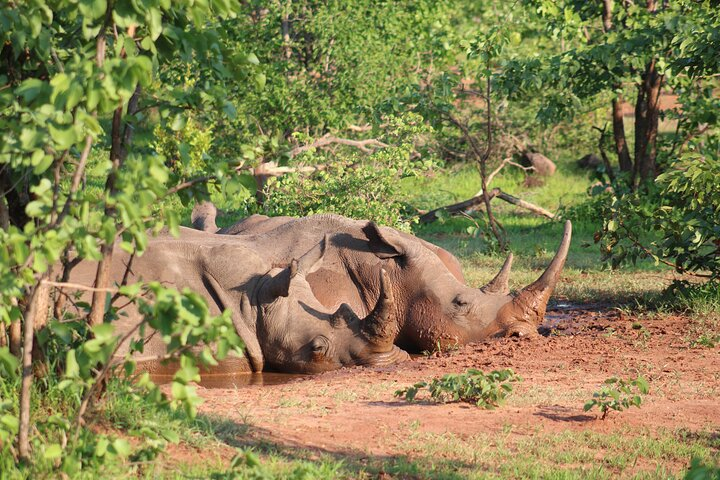 Game drive in the Mosi Oa Tunya National Park - Livingstone dalam batu  hidup | Pelago