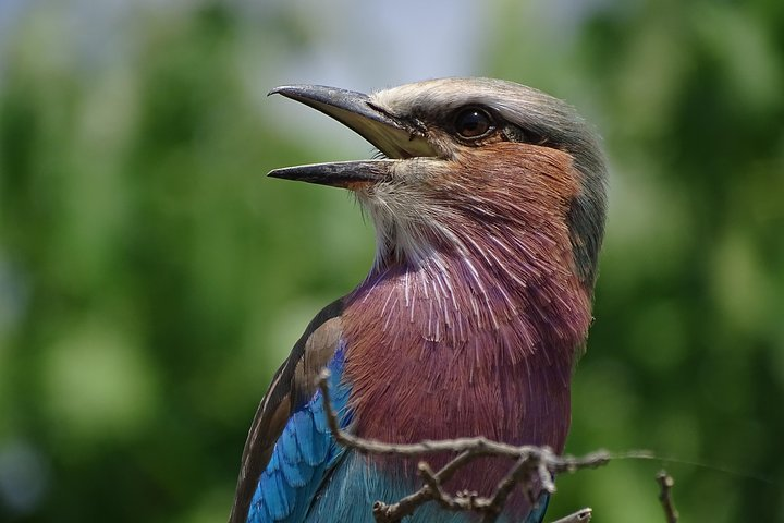 Half Day Birding Safari Experience  - Photo 1 of 12