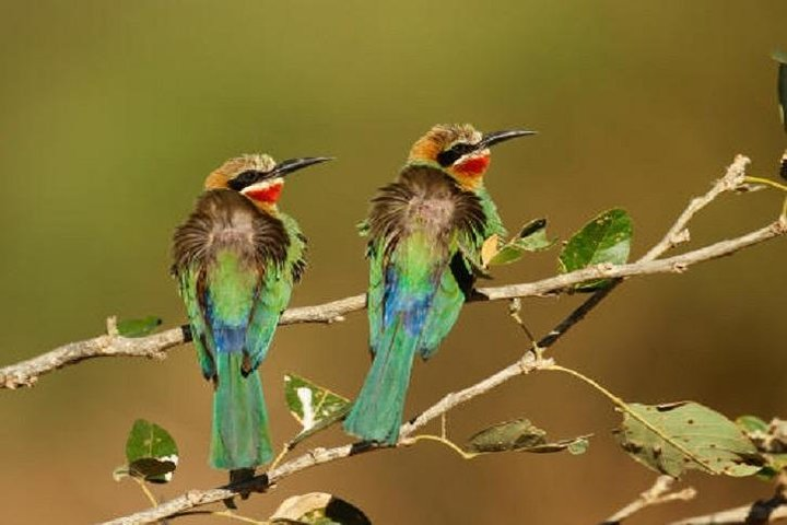 Half Day Private Bird Watch Safari from Livingstone - Photo 1 of 3