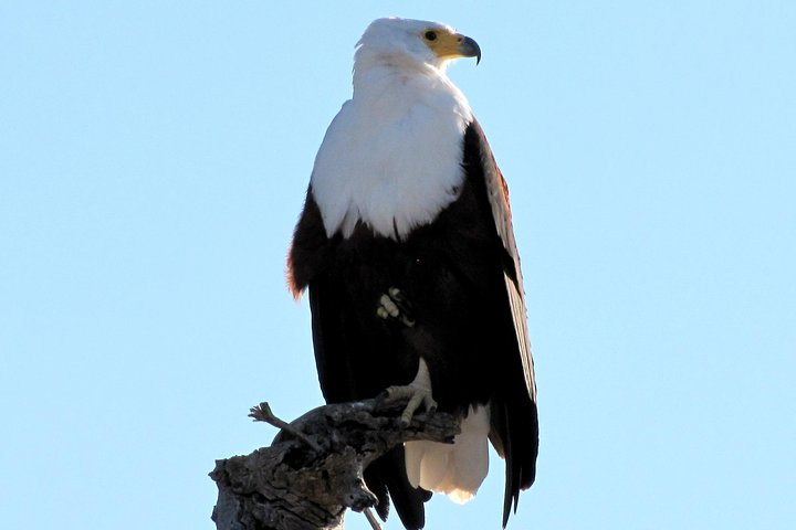 Half-Day Birding Tour of Livingstone