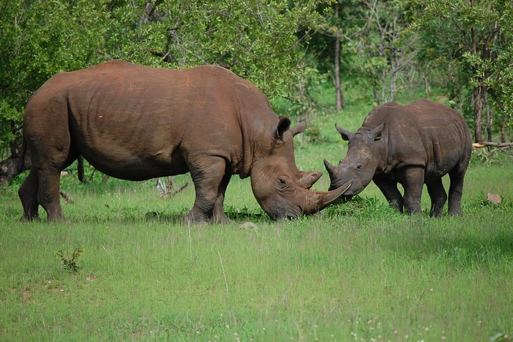 Rhinos mother and child