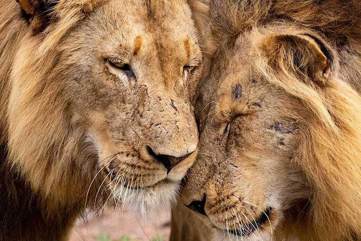 Big Cats in - Lions