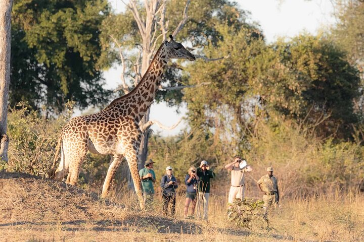 Walking Safari - Photo 1 of 5