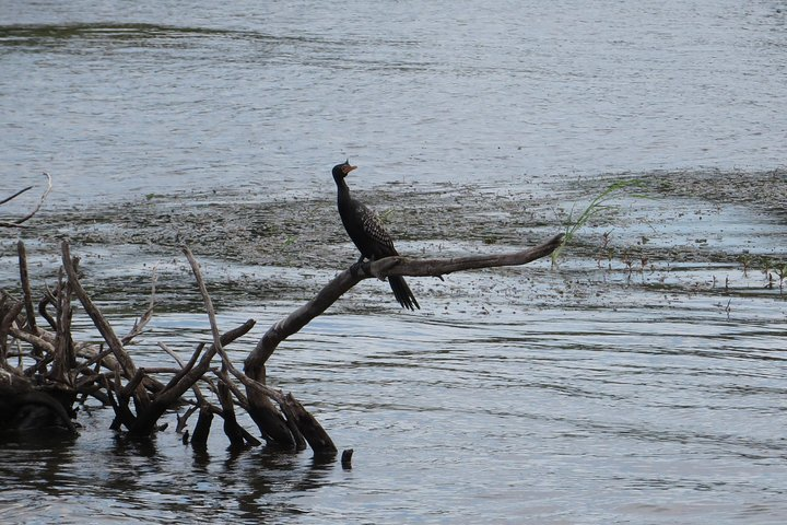 Zambezi River Bird watching  - Photo 1 of 3